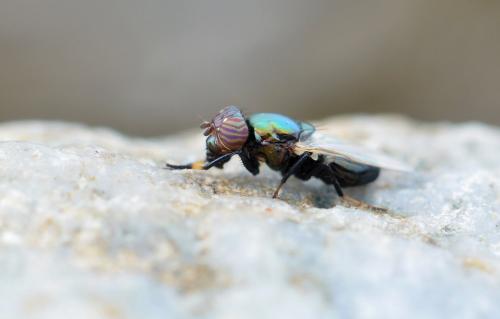 Réf. 210 727 : Physiphora alceae